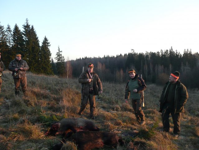 Polow. Zarzadow Odyniec 2008